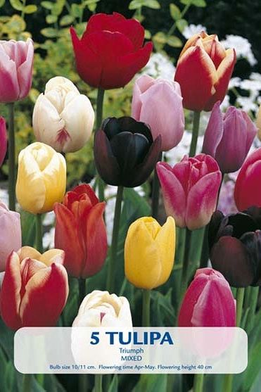 Tulip Triumph Mix 5-pakning
